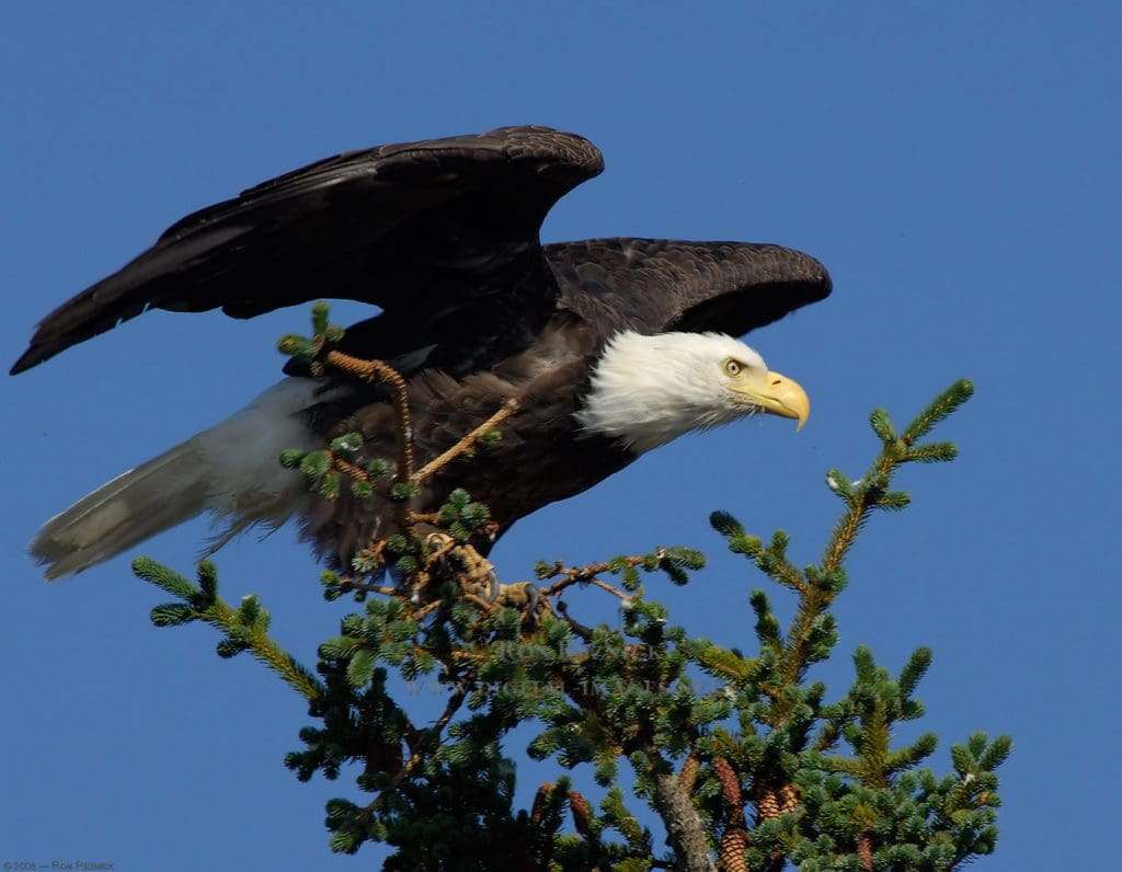 bald-eagle-1024x796